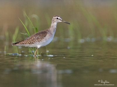 Wood Sandpiper 

Scientific Name - Tringa glareola 

Habitat - Exposed shores of marshes, ponds and in ricefields. 

[20D + 500 f4 L IS + Canon 1.4x TC, tripod/gimbal head]