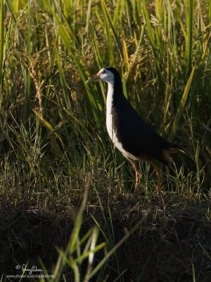 White-Breasted Waterhen 

Scientific name - Amaurornis phoenicurus 

Habitat - Wetter areas - grasslands, marshes and mangroves. 

[20D + 500 f4 L IS + Canon 1.4x TC, hand held]