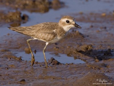 Greater Sand-Plover 

Scientific Name - Charadrius leschenaultii 

Habitat - Along the coast on exposed mud, sand and coral flats. 

[1DM2 + 500 f4 L IS + Canon 1.4x TC, AI servo, tripod/gimbal head]

