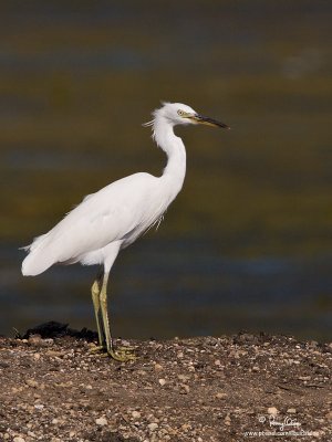Chinese Egret (non-breeding plumage) 

Scientific name - Egretta eulophotes 

Habitat - Rare in shallow tidal flats and ricefields. 

[20D + 500 f4 L IS + Canon 1.4x TC, tripod/gimbal head]
