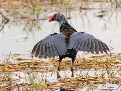 Purple Swamphen 

Scientific name - Porphyrio porphyrio 

Habitat - Uncommon in freshwater and brackish wetlands. 

[20D + 500 f4 L IS + Canon 1.4x TC + Tamron 1.4x TC, 1000 mm, f/11, bean bag] 
