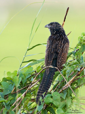 Lesser Coucal (immature)

Scientific name - Centropus bengalensis 

Habitat - Grassland and open country. 

[20D + 500 f4 IS + Canon 1.4x TC, bean bag]
