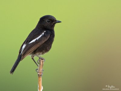 Pied Bushchat (male) 

Scientific name - Saxicola caprata 

Habitat - Drier open country, grasslands and cultivated areas. 

[20D + 500 f4 L IS + Canon 1.4x TC, bean bag] 
