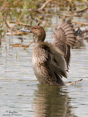 Northern Pintail (female) 

Scientific name - Anas acuta 

Habitat - Uncommon in wetlands from marshes to lakes. 

[20D + 500 f4 L IS + Canon 1.4x TC + Tamron 1.4x TC, 1000 mm, f/11, bean bag] 
