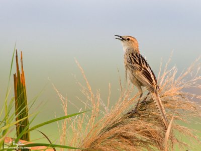 Striated Grassbird 

Scientific name - Megalurus palustris 

Habitat - Grasslands, ricefields and open country.

[1DM2 + 500 f4 L IS + Canon 1.4x TC, tripod/gimbal head] 
