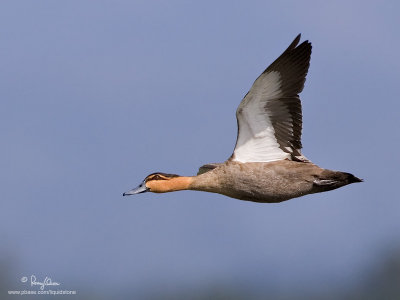 Philippine Duck
(a Philippine endemic)
Scientific name - Anas luzonica
Habitat - Freshwater marshes, shallow lakes and ricefields.