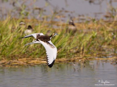 Pheasant-Tailed Jacana 

Scientific name - Hydrophasianus chirurgus 

Habitat - In wetlands with floating or emergent vegetation 

[1DM2 + 500 f4 L IS + Canon 1.4x TC, tripod/gimbal head] 
