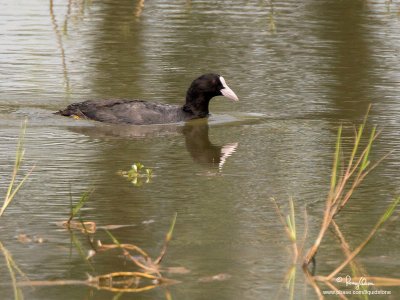 Eurasian Coot 

Scientific name - Fulica atra 

Habitat - Uncommon in inland bodies of open water, lakes and marshes. 

[20D + 500 f4 L IS + Canon 1.4x TC, bean bag] 
