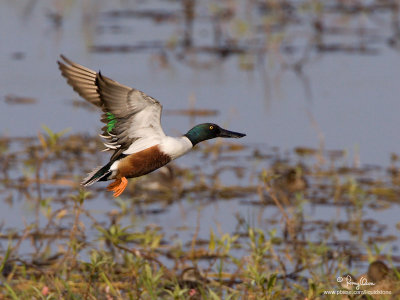 Northern Shoveler (male) 

Scientific name - Anas clypeata 

Habitat - Uncommon in fresh water marshes and shallow lakes. 

[1DM2 + 500 f4 L IS + Canon 1.4x TC, tripod/gimbal head] 


