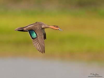 Philippine Duck 
(a Philippine endemic) 

Scientific name - Anas luzonica 

Habitat - Freshwater marshes, shallow lakes and ricefields.

[1DM2 + 500 f4 L IS + Canon 1.4x TC, tripod/gimbal head]
