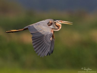 Purple Heron 

Scientific name - Ardea purpurea 

Habitat - Fairly common in all types of wetlands. 

[1DM2 + 500 f4 L IS + Canon 1.4x TC, tripod/gimbal head]