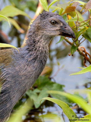 Purple Swamphen (immature) 

Scientific name - Porphyrio porphyrio 

Habitat - Uncommon in freshwater and brackish wetlands. 

[20D + 500 f4 L IS + Canon 1.4x TC, bean bag] 
