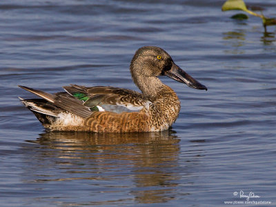 Northern Shoveler 

Scientific name - Anas clypeata 

Habitat - Uncommon in fresh water marshes and shallow lakes. 

[1DM2 + 500 f4 L IS + Canon 1.4x TC, tripod/gimbal head]
