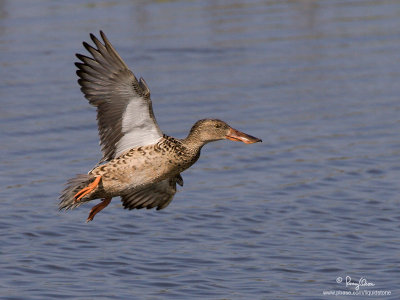 Northern Shoveler (female) 

Scientific name - Anas clypeata 

Habitat - Uncommon in fresh water marshes and shallow lakes. 

[1DM2 + 500 f4 L IS + Canon 1.4x TC, tripod/gimbal head] 
