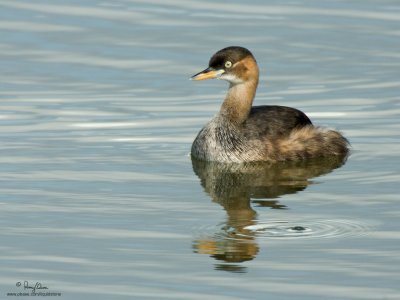 Little Grebe (immature) 

Scientific name - Tachybaptus ruficollis 

Habitat - Uncommon, in freshwater ponds or marshes. Dives when disturbed by intruders. 

[350D + Sigmonster + Canon 2x TC, 1600 mm, manual focus/exposure, tripod/gimbal head]