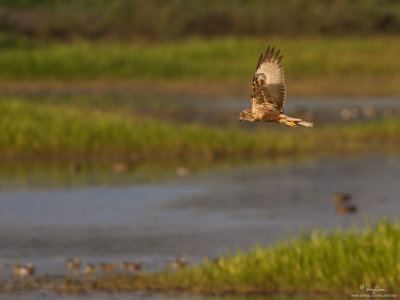 Eastern Marsh-Harrier 

Scientific name - Circus spilonotus 

Habitat - Uncommon, primarily in wetlands and grasslands. 

[1DM2 + 500 f4 L IS + Canon 1.4x TC, tripod/gimbal head]
