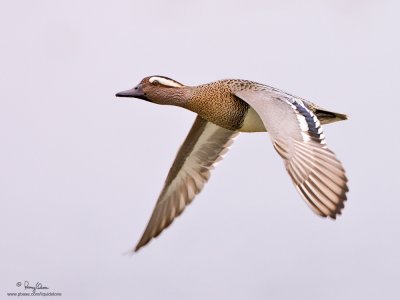 Garganey (male) 

Scientific name - Anas querquedula 

Habitat - Fresh water marshes and shallow lakes. 

[1DM2 + 500 f4 L IS + Canon 1.4x TC, tripod/gimbal head] 
