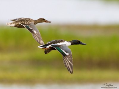 Northern Shoveler (female and male) 

Scientific name - Anas clypeata 

Habitat - Uncommon in fresh water marshes and shallow lakes. 

[1DM2 + 500 f4 L IS + Canon 1.4x TC, tripod/gimbal head] 
