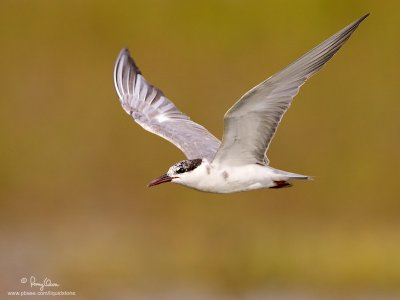 Whiskered Tern 

Scientific name: Chlidonias hybridus 

Habitat: Bays, tidal flats to ricefields. 

[1DM2 + 500 f4 L IS + Canon 1.4x TC, tripod/gimbal head] 
