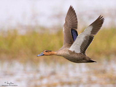 Philippine Duck 
(a Philippine endemic) 

Scientific name - Anas luzonica 

Habitat - Freshwater marshes, shallow lakes and ricefields. 

[1DM2 + 500 f4 L IS + Canon 1.4x TC, tripod/gimbal head] 
