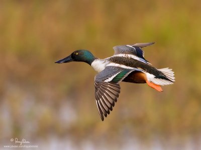 Northern Shoveler (male) 

Scientific name - Anas clypeata 

Habitat - Uncommon in fresh water marshes and shallow lakes. 

[1DM2 + 500 f4 L IS + Canon 1.4x TC, tripod/gimbal head]