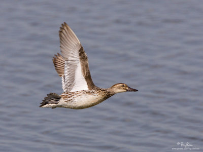 Garganey (female) 

Scientific name - Anas querquedula 

Habitat - Fresh water marshes and shallow lakes. 

[1DM2 + 500 f4 L IS + Canon 1.4x TC, tripod/gimbal head] 
