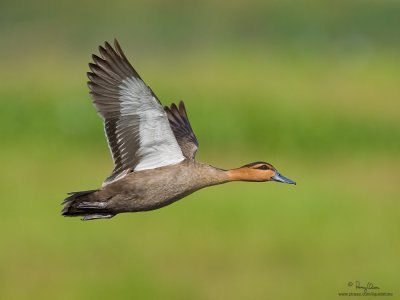 Philippine Duck 
(a Philippine endemic) 

Scientific name - Anas luzonica 

Habitat - Freshwater marshes, shallow lakes and ricefields. 

[[1DM2 + 500 f4 L IS + Canon 1.4x TC, tripod/gimbal head]
