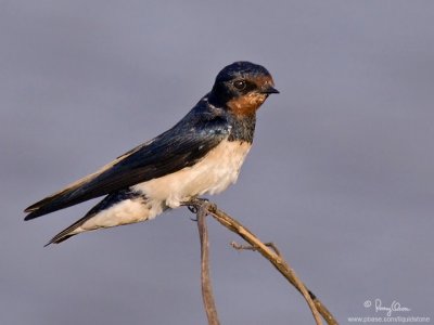 Barn Swallow 

Scientific name - Hirundo rustica 

Habitat - from coast to above forests in high mountains. 


[1DM2 + 400 5.6L, hand held]
