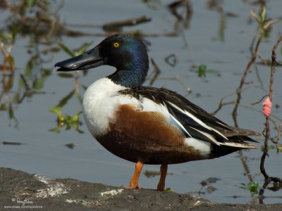 Northern Shoveler (male) 

Scientific name - Anas clypeata 

Habitat - Uncommon in fresh water marshes and shallow lakes. 

[350D + Sigmonster + Canon 2x TC, 475B tripod/3421 gimbal head]