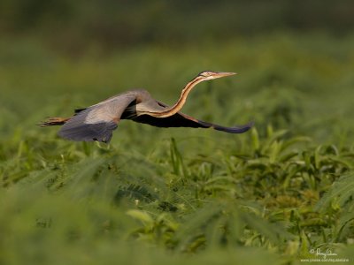 Purple Herons:  Aerial ballet at Candaba wetlands
