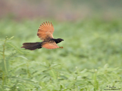 Lesser Coucal 

Scientific name - Centropus bengalensis 

Habitat - Grassland and open country. 

[1DM2 + 500 f4 L IS + Canon 1.4x TC, 475B tripod/3421 gimbal head] 