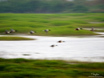 Northern Shoveler

Scientific name - Anas clypeata 

Habitat - Uncommon in fresh water marshes and shallow lakes. 

[1DM2 + 100-400 IS, IS mode 2, hand held]
