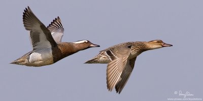 Garganey (male and female) 

Scientific name - Anas querquedula 

Habitat - Fresh water marshes and shallow lakes. 

[1DM2 + 500 f4 L IS + Canon 1.4x TC, tripod/gimbal head] 
