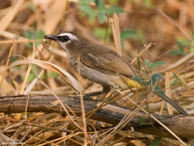 Yellow-vented Bulbul 

Scientific name: Pycnonotus goiavier 

Habitat: Common in gardens, urban areas and grasslands but not in mature forests. 

[20D + 500 f4 IS + stacked Canon/Tamron 1.4x TCs, 1000 mm, f/11, tripod/gimbal head, processed/cropped/resized]