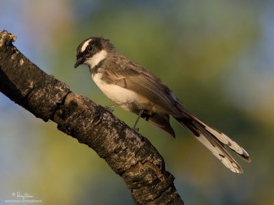 Pied Fantail 

Scientific name: Rhipidura javanica 

Habitat: Common in parks, residential areas, thickets and mangroves. 

[1DM2 + 100-400 IS + Sigma 1.4x TC, 560 mm, f/8 (wide open), hand held - processed, cropped and resized]