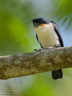 Philippine Falconet 
(a Philippine endemic, immature) 

Scientific name - Microhierax erythrogenys erythrogenys 

Habitat - Open forest and edge. 

[20D + 500 f/4 L IS + Canon 1.4x TC, bean bag]
