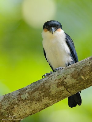 Philippine Falconet 
(a Philippine endemic, immature) 

Scientific name - Microhierax erythrogenys erythrogenys 

Habitat - Open forest and edge. 

[20D + 500 f/4 L IS + Canon 1.4x TC, bean bag]
