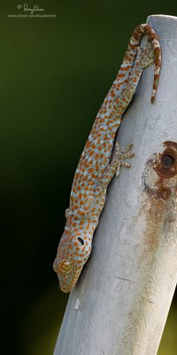 A Gecko species?

[20D + 500 f4 IS + Canon 1.4x TC, bean bag]
