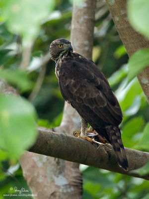 Philippine Hawk-Eagle 
(a Philippine endemic, adult, provisional ID) 

Scientific name - Spizaetus philippensis 

Habitat - Uncommon in forest from the lowlands to over 1900 m. 

[20D + 500 f4 L IS + Canon 1.4x TC, bean bag] 


