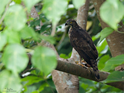 Philippine Hawk-Eagle 
(a Philippine endemic, adult, provisional ID) 

Scientific name - Spizaetus philippensis 

Habitat - Uncommon in forest from the lowlands to over 1900 m. 

[20D + 500 f4 L IS + Canon 1.4x TC, bean bag]