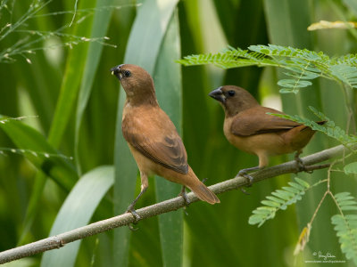 Scaly-Breasted Munia (Immature) 

Scientific name: Lonchura punctulata 

Habitat: Ricefields, grasslands, gardens and scrub. 

[20D + 100-400 L IS, hand held] 
