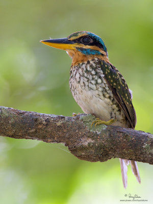 Spotted Wood-kingfisher 
(a Philippine endemic, male) 

Scientific name - Actenoides lindsayi 

Habitat - Lowland forest understory, perches motionless in dark recesses. 

[20D + 500 f4 L IS + Canon 1.4x TC, 475B tripod/3421 gimbal head, MLU] 
