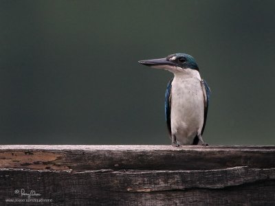 Collared Kingfisher 

Scientific name: Todiramphus chloris 

Habitat: Coastal areas to open country, but seldom in forest 

[40D + 100-400 L IS, hand held, major crop, pushed +0.4 EC during RAW conversion] 
