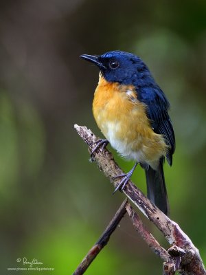 Mangrove Blue Flycatcher 

Scientific name - Cyornis rufigastra blythi (endemic race)

Habitat - Disturbed forest, early second growth and in the lowlands.

[40D + 500 f4 L IS + Canon 1.4x TC, Manfrotto 475B tripod/3421 gimbal head]