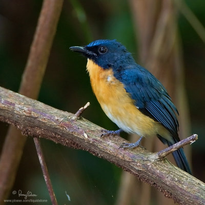 Mangrove Blue Flycatcher 

Scientific name - Cyornis rufigastra blythi (endemic race) 

Habitat - Disturbed forest, early second growth and in the lowlands. 

[40D + 500 f4 L IS + Canon 1.4x TC, Manfrotto 475B tripod/3421 gimbal head]
