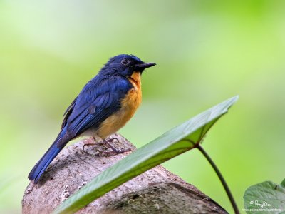 Mangrove Blue Flycatcher 

Scientific name - Cyornis rufigastra blythi (endemic race) 

Habitat - Disturbed forest, early second growth and in the lowlands. 

[40D + 500 f4 L IS + Canon 1.4x TC, Manfrotto 475B tripod/3421 gimbal head] 
