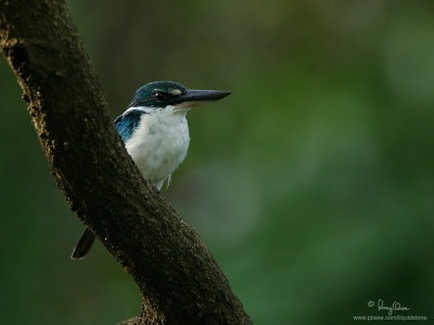 Collared Kingfisher 

Scientific name: Todiramphus chloris 

Habitat: Coastal areas to open country, but seldom in forest 

[20D + 500f/4 L IS + Canon 1.4x, + 0.4 EC in RAW conversion, bean bag]