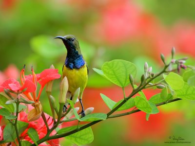 Plain-throated, Olive-backed and Purple-throated Sunbirds