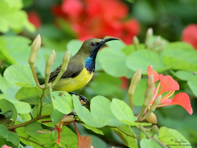 Olive-backed Sunbird (Male) 

Scientific name - Nectarinia jugularis 

Habitat - Common lowland sunbird 

[40D + Canon 100-400 L IS, hand held] 
