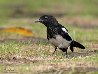Oriental Magpie-Robin (sub-adult Male) 

Scientific name - Copsychus saularis 

Habitat - Uncommon, in all levels of second growth and cultivated areas in the lowlands. 

[40D + 100-400 L IS, hand held]